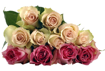 Rose 12