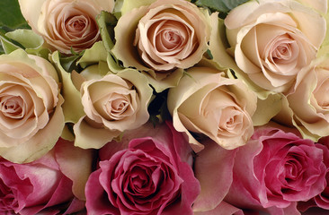 Rose 11