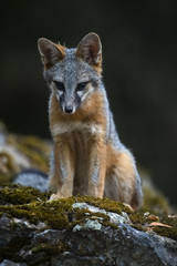 gray fox (Urocyon cinereoargenteus)
