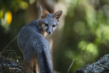 Naklejka na ściany i meble gray fox (Urocyon cinereoargenteus)