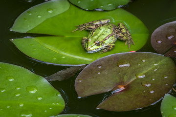 A frog Rana ridibunda sits in a pond on the green leaf of the water lily and looks into the camera. Natural habitat and nature concept for design.
