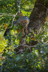 gray fox (Urocyon cinereoargenteus)