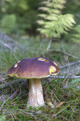 The white Summer Boletus in the Forest
