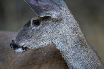 California mule deer (Odocoileus hemionus californicus) doe closeup