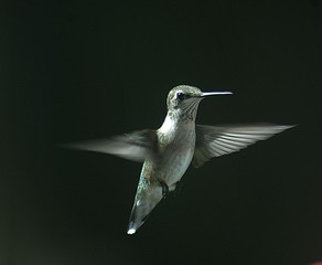 Fototapeta premium Ruby Throated Humming Bird