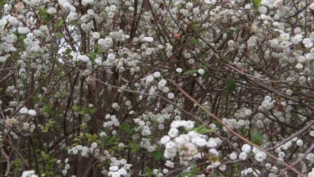 romantic background of white florets swaying in the wind in spring time
