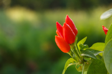 bird eye chili pepper on a blurry background