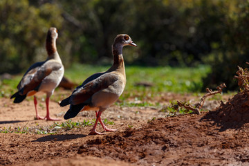 Ducks walking in the sand