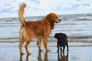 golden retriever and pug on the beach