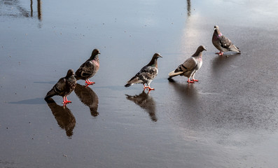 Fototapete bei efototapeten.de bestellen   
