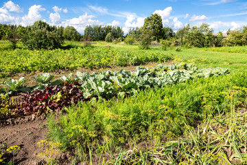 Fototapeta na wymiar Rural landscape with organic vegetable garden