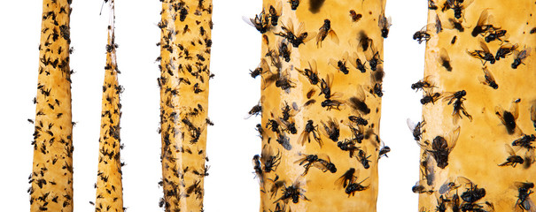Sticky flypaper with glued flies, isolated on a white background. Also known as fly ribbon or fly strip, trap for flies or fly-killing device