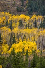 Aspen and Evergreen trees in Colorado