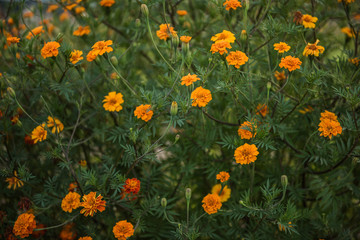 Tagetes  marigold flowers 