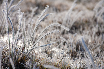 Frozen grass in a sunny winter morning for nature backgrounds