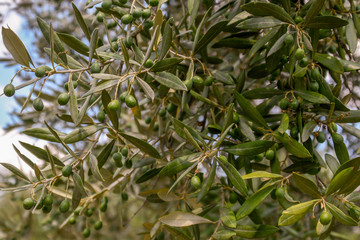 Olives on an Olive Tree