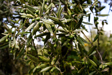 Olives on an Olive Tree