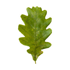 Autumn leaf of an oak tree on a white background