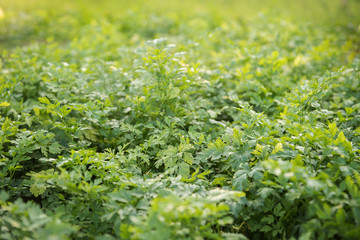 filled frame of parsley stalk and leaves background