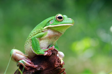 Whitelipped tree frog on wood, tree frog