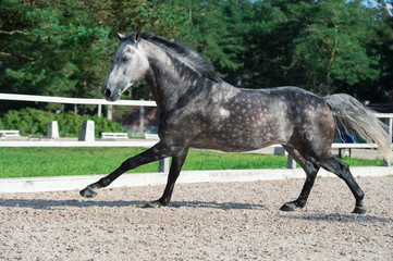 Running and playing   grey sportive horse in manage