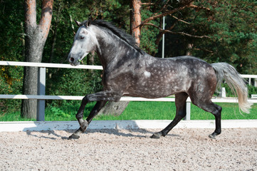 Obraz na płótnie Canvas Running grey sportive horse in manage