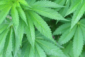 Detail of outdoor growing cannabis marijuana plants