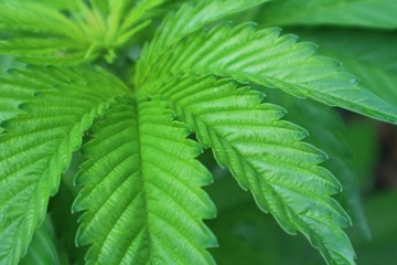 Fototapeta na wymiar Close-up cannabis marijuana ganja grass fresh green leaf