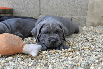 Portrait of sweet silver grey Italian mastiff puppy with beautiful blue eyes 