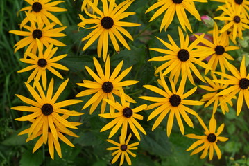 seamless floral pattern with yellow flowers