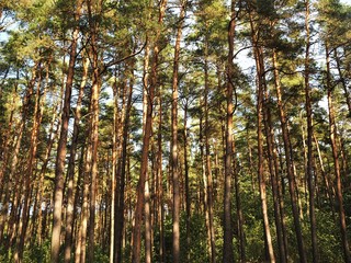 Sunlight shining through pine trees in a wood