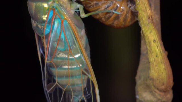 An adult cicada has just emerged from its larval skin and is waiting for the wings to expand and dry. In the rainforest at night, Ecuador.