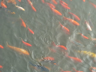 koi fish