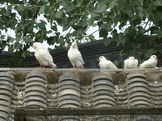birds on house top