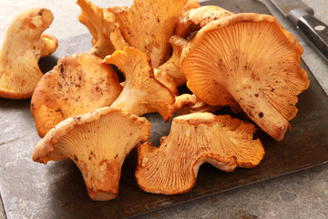 preparing fresh wild chanterelle mushrooms