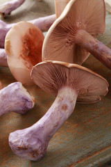 preparing fresh wwild pied bleu mushrooms