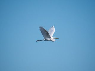 Great Egret