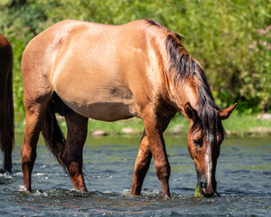 Fototapeta premium Wild Horses Along the Salt River in the Aizona Tonto National Forest