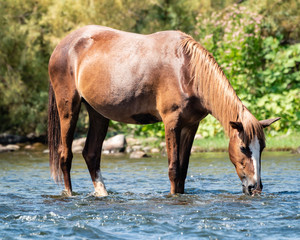 Obraz premium Wild Horses Along the Salt River in the Aizona Tonto National Forest
