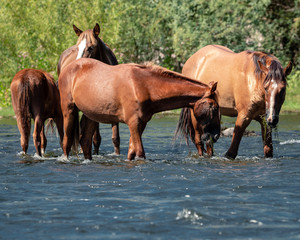Wild Horses Along the Salt River in the Aizona Tonto National Forest - 223932457