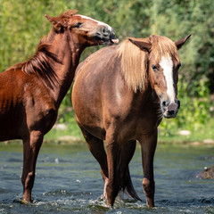 Naklejka na ściany i meble Wild Horses Along the Salt River in the Aizona Tonto National Forest