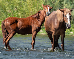 Fototapeta premium Wild Horses Along the Salt River in the Aizona Tonto National Forest
