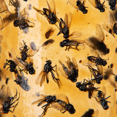Sticky flypaper with glued flies, closeup. Also known as fly ribbon or fly strip, trap for flies or fly-killing device