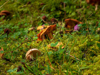 Fototapeta premium The best time for mushrooms is the fall september timeframe