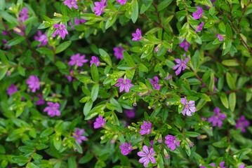 Mexican Heather