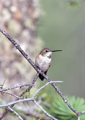 Broad-Tailed Hummingbird