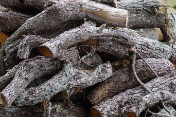 Downed tree oak firewood woodpile