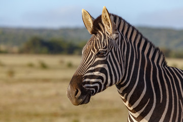 Fototapeta na wymiar Zebra standing and thinking