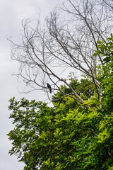 Image from Manaus - AM in Brazil