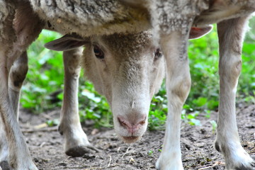 Portrait of countryside sheeps